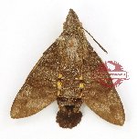 Macroglossum insipida (A-)