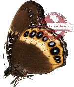 Hypolimnas pandarus ssp. pandora (A2)