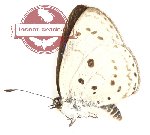 Plautella cossaea sonchus (AA-)