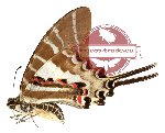 Graphium aristeus ssp. palasarinus (A2)