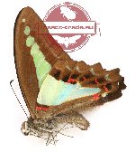 Graphium sarpedon lycianus (A2)