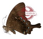 Papilio lorquinianus ssp. ochoco (good A2)