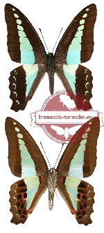Graphium sarpedon agusyautoei (A2)
