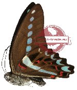 Graphium milon ssp. sulaensis (A2)