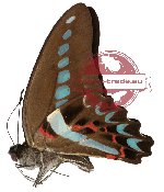 Graphium milon milon (A2)