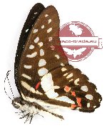 Graphium eurypylus arctofasciatum