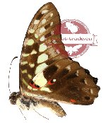 Graphium macferlanei cestius