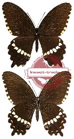Papilio polytes ssp. theseus (A-)