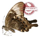 Papilio peranthus adamantius