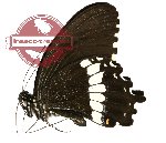 Papilio polytes ssp. timorensis (A-)
