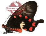 Pachliopta aristolochiae ssp. austrosundana (A2)