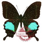 Papilio paris detanii