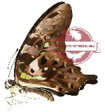 Graphium agamemnon ssp. comodus (A-)