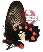 Pachliopta polydorus ssp. polydorus (A-)