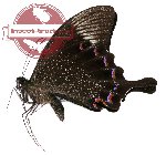 Papilio paris battacorum (A-)