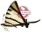 Graphium agetes ssp. insularis (A-)