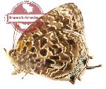 Arhopala irregularis (A-)