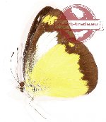 Appias ada ada (A2)