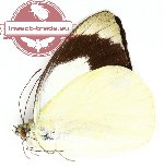 Appias indra ssp. plana (A2)