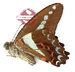 Graphium anthedon halesus (A2)
