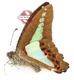 Graphium sarpedon hundertmarki (A2)