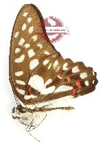 Graphium eurypylus pampylus