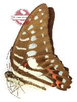 Graphium meyeri meyeri (A2)