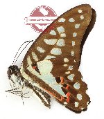 Graphium doson evemonides
