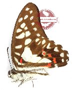 Graphium eurypylus lutorius (A2)