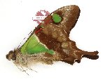 Graphium weiskei (A-)