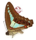 Graphium isander imparilis