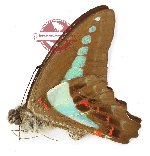Graphium sarpedon luctatius (A-)
