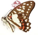 Graphium eurypylus lutorius (5 pcs)