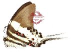 Graphium dorcus butongensis