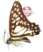Graphium bathycles bathycles