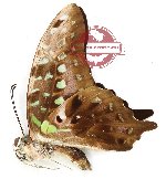 Graphium agamemnon exilis (A2)