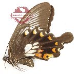 Papilio polytes alcindor (A-)