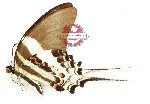 Graphium dorcus dorcus (A-)