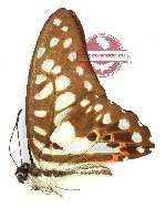 Graphium doson vulso (A-)
