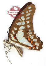 Graphium eurypylus mecisteus (A2)