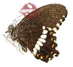Papilio polytes kangeana
