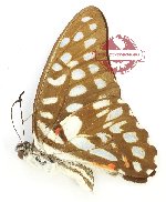 Graphium sallastius aloricus (A2)