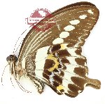 Papilio gigon mangolinus (A2)