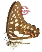 Graphium eurypylus fumikoe (A2)