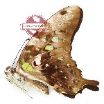 Graphium agamemnon meton (A-)