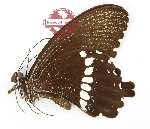 Papilio polytes vigellius (A2)