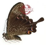 Papilio paris dempo (A2)