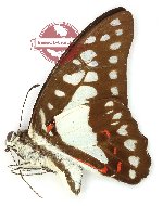Graphium eurypylus lycaonides (A2)