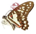 Graphium doson kangeanus (A-)
