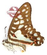 Graphium doson sangeanus (A-)